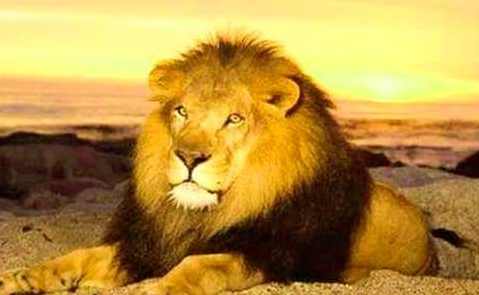 狮子的故事-8集