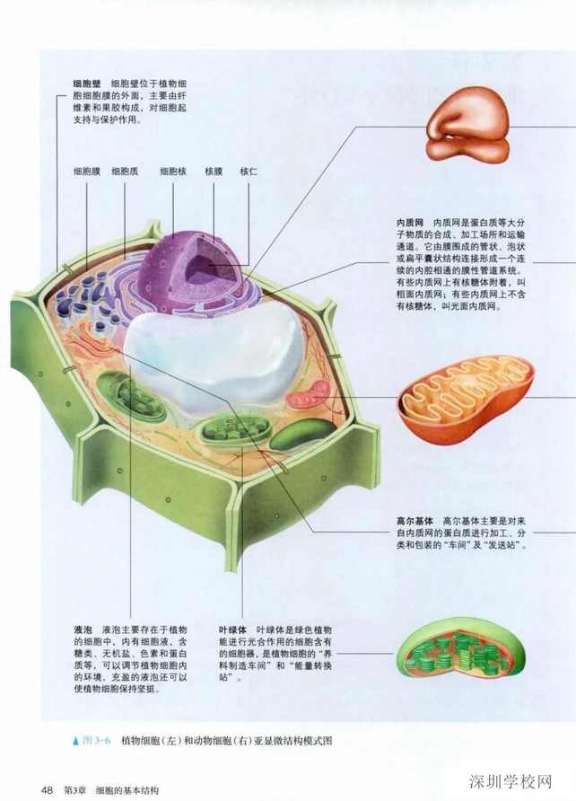 唐尧 高一生物必修1目标满分班全15讲 （人教版）