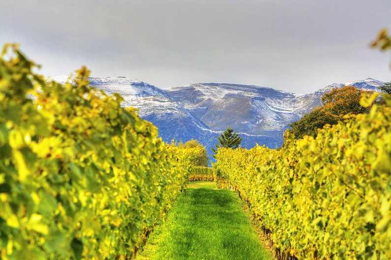 何龙 你必须知道的法国葡萄酒的背景知识