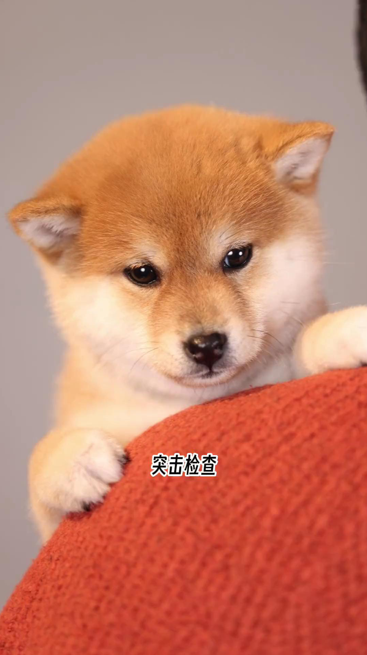 新世纪网安网页设计VIP培训班全15课 -