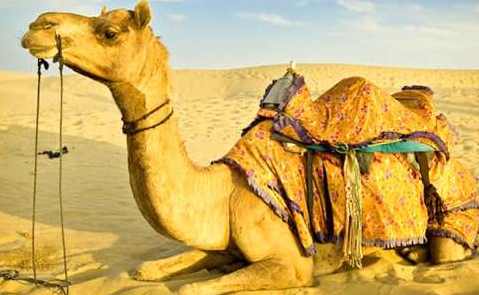 《LearningPerl视频教程》小骆驼作者RandalSchwartz主讲