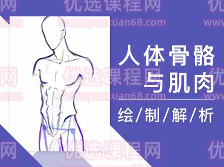 【小粉菇】人体骨骼肌肉理解篇之动漫人物绘画基础课程