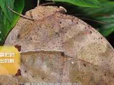 《昆虫世界探秘》全套视频（10集）,课程,第1张