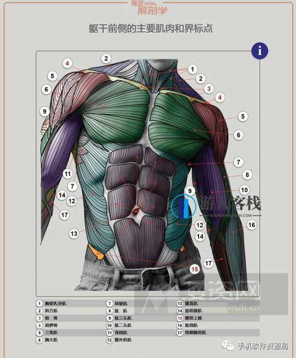 学习资源 | 人类形体雕塑解剖学汉译彩印全集,学习,艺术,收藏,第4张