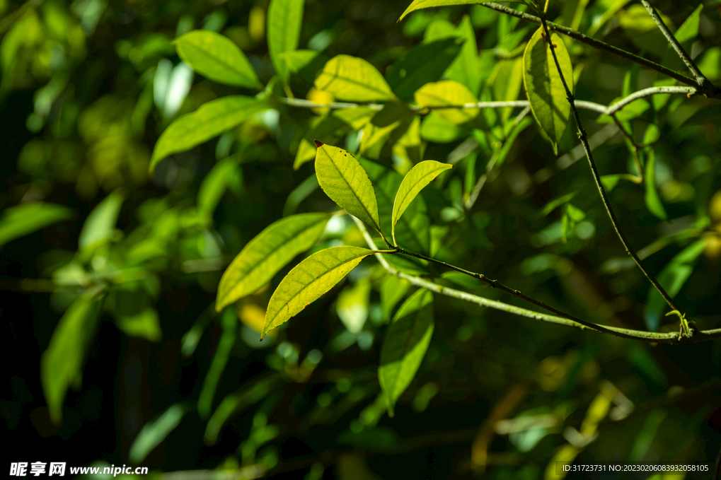 叶洲室内氛围感拍摄秘诀
