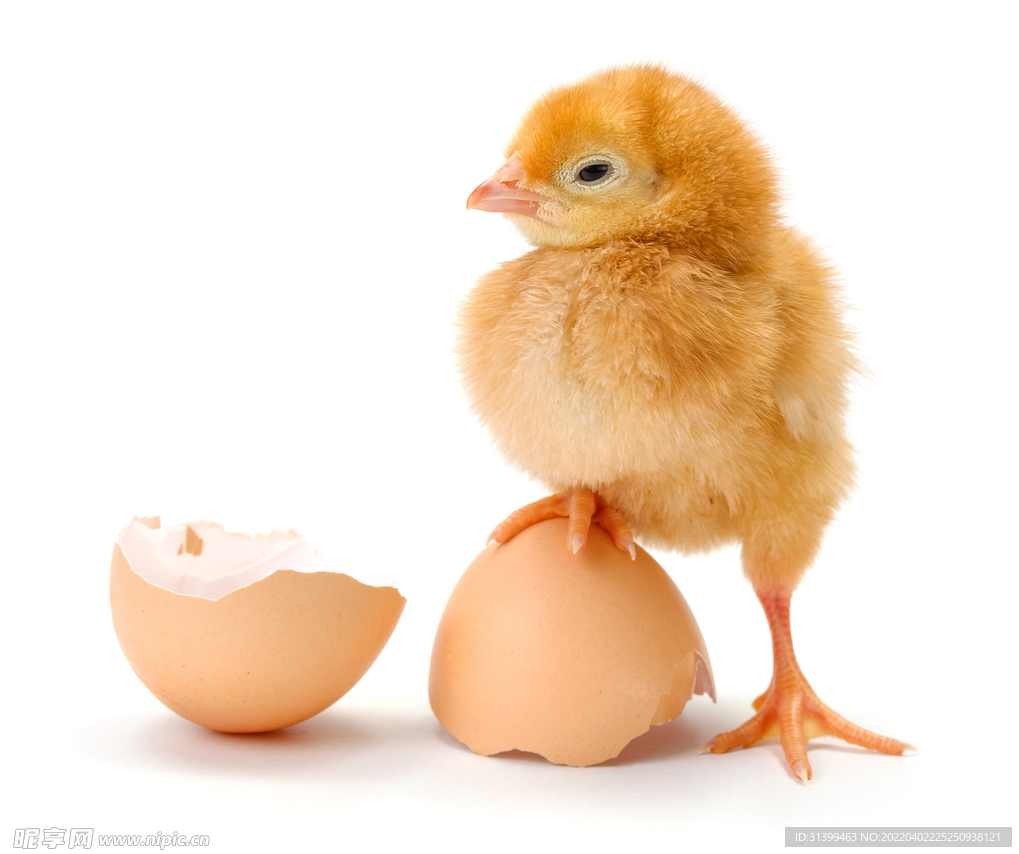 小鸡小鸡我爱你Blender角色动画入门教程