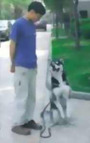 情绪放大镜-动物心理学爆款短视频课,文案公式、AI生图、多平台变现,课程,第1张 情绪放大镜-动物心理学爆款短视频课,文案公式、AI生图、多平台变现,课程,第1张